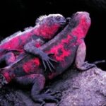 赏金国际中的女性猎人:打破性别偏见的故事 4k3bl6