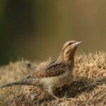 赏金国际娱乐:从新手到高手的成长之路 7ddaxs