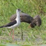 胜天国际:如何在复杂的国际环境中生存 cyt63w