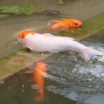 赏金国际官网的注册流程及注意事项 y380yk9